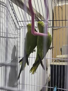 green parrot patha 6 month old good haelth