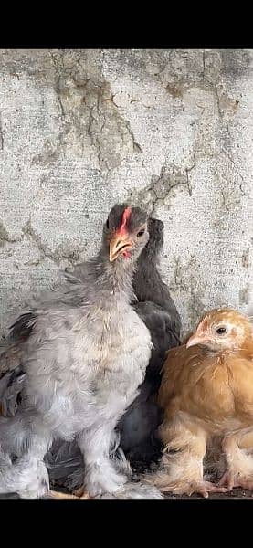 BANTAM CHCIKS 2.5 months age 0