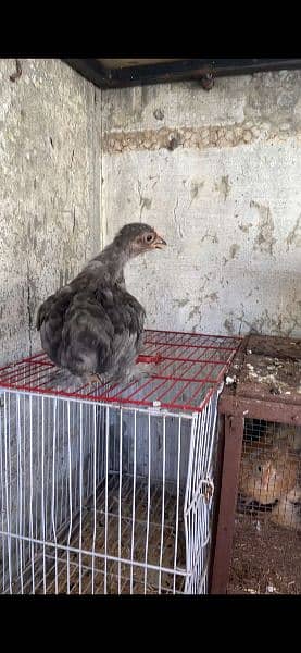 BANTAM CHCIKS 2.5 months age 4