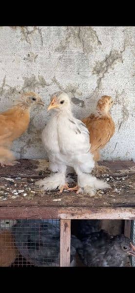 BANTAM CHCIKS 2.5 months age 7