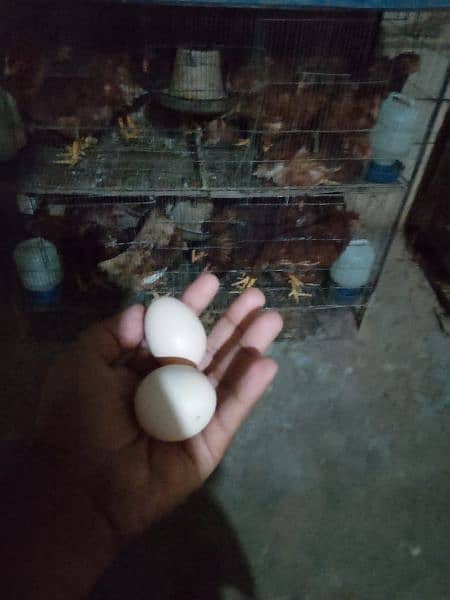 lohmann daily egg hens 2