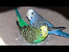 Australian parrot only pair 0