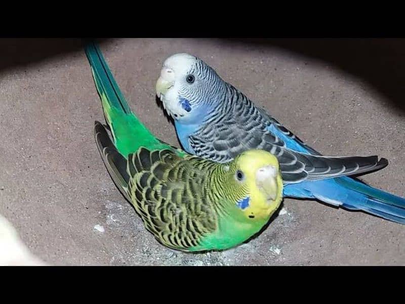 Australian parrot only pair 0