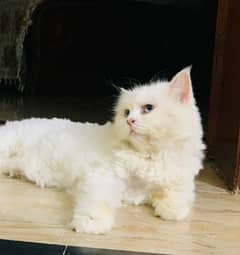 Persian cat triple coated