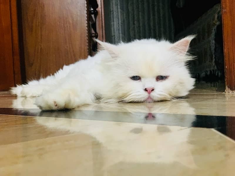 Persian cat triple coated 2