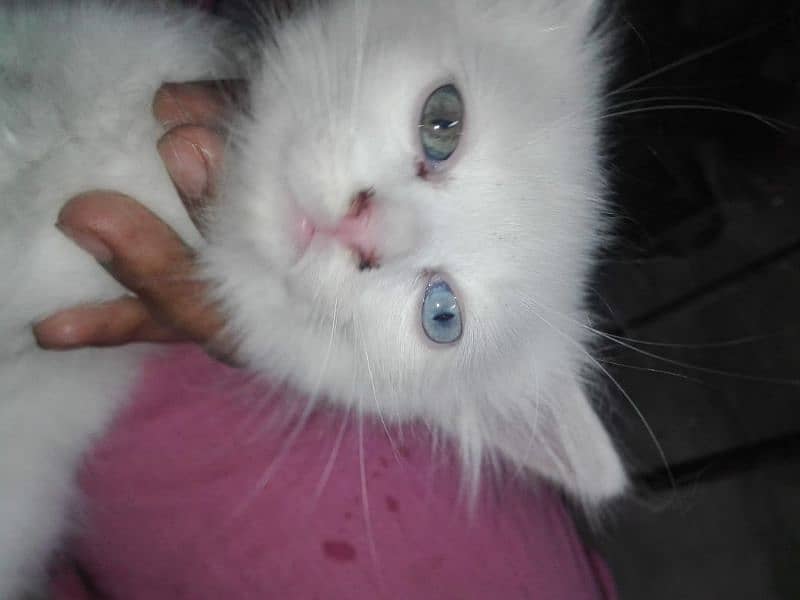 Punch Face ODD eyes Female Kitten Baby for sale 1