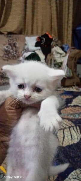 Punch Face ODD eyes Female Kitten Baby for sale 2