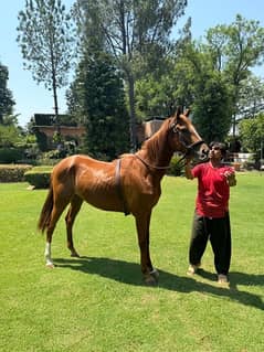 Pure bloodline, Dubai edition horse. Sultanabad stud farm