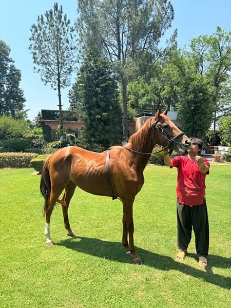 Pure bloodline, Dubai edition horse. Sultanabad stud farm 1