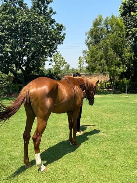 Pure bloodline, Dubai edition horse. Sultanabad stud farm 2