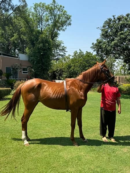 Pure bloodline, Dubai edition horse. Sultanabad stud farm 3