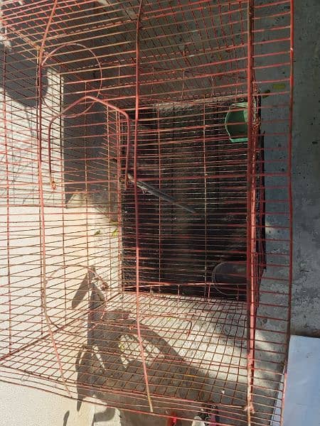 double parrots birds cage new 2