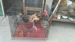 cage 1.5/2 for sale 03127093372 0