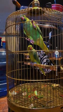 green parrot