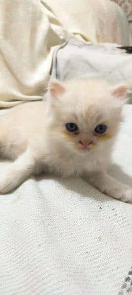 2 Persian Brown kitten for sale pair 1