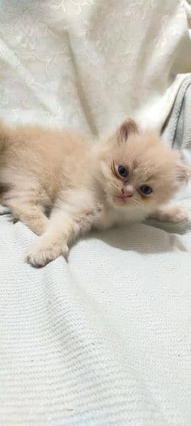 2 Persian Brown kitten for sale pair 2