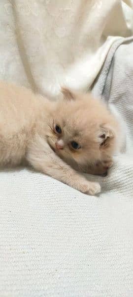 2 Persian Brown kitten for sale pair 4