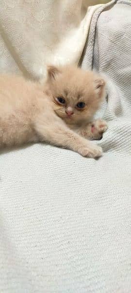 2 Persian Brown kitten for sale pair 5