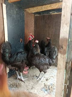 Australorp