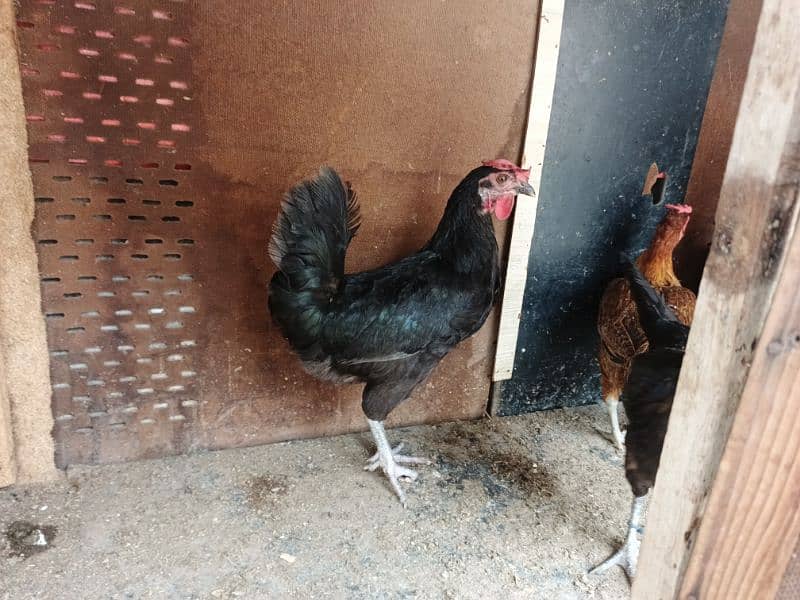 Australorp 1