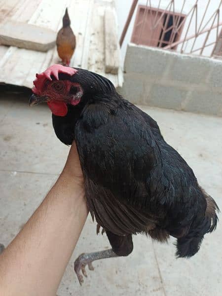 Australorp 2