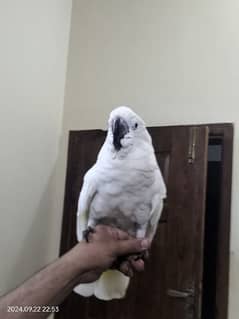 COCKATOO UMBRELLA