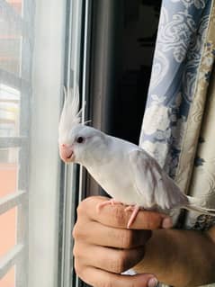 Eno Red Eye Hand Tamed parrot