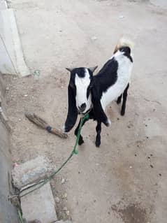 feslabadi bakra vip 0