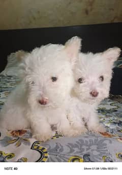 Poodle Puppies / White Poodle Puppies / Puppies for Sale