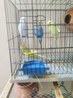 2 pair breeder buggies  birds for sale with cage