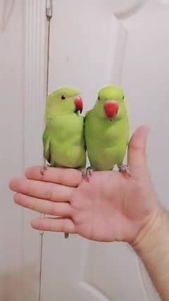 Green ringneck parrots handtame friendly pair