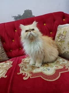 peki cat bi color female on heat