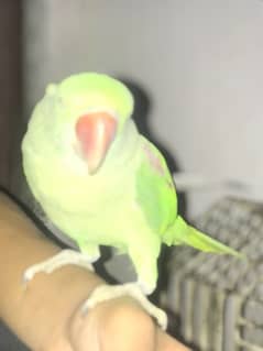 raw parrot