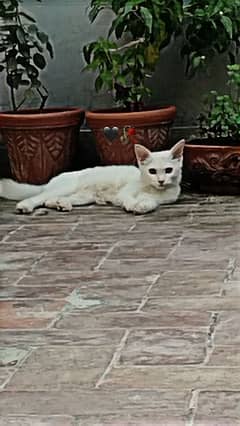 white female cat (free) 0