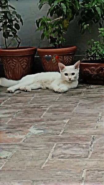 white female cat (free) 0