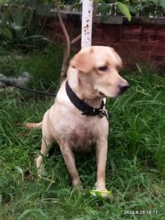 Female American Labrador for sale