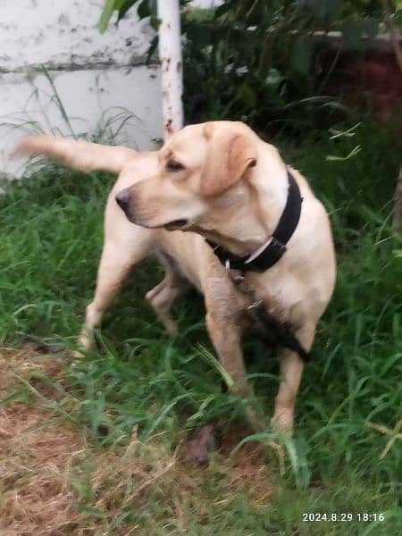 Female American Labrador for sale 1