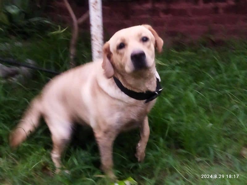 Female American Labrador for sale 5