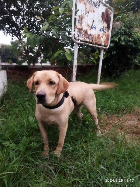 Female American Labrador for sale 6