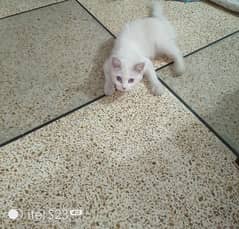 Adorable 6-Month-Old White Persian Kitten for Sale!