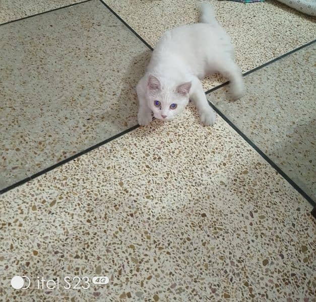 Adorable 6-Month-Old White Persian Kitten for Sale! 0