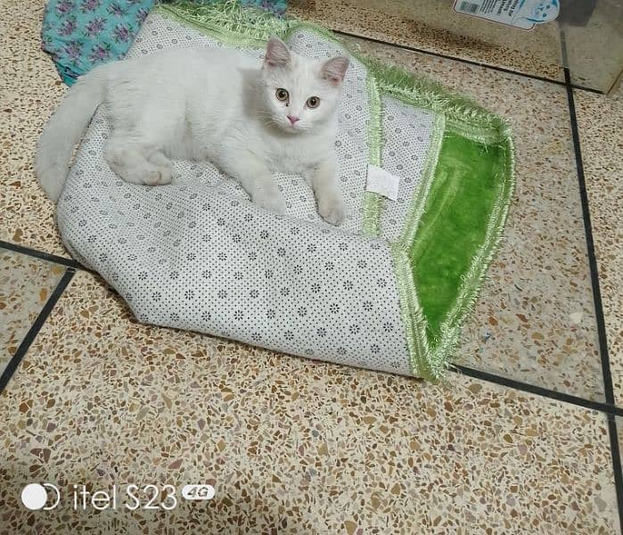 Adorable 6-Month-Old White Persian Kitten for Sale! 1