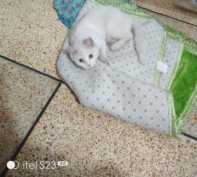 Adorable 6-Month-Old White Persian Kitten for Sale! 2