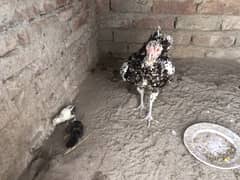 Aseel desi cross pair with 2 pure Aseel chicks 0