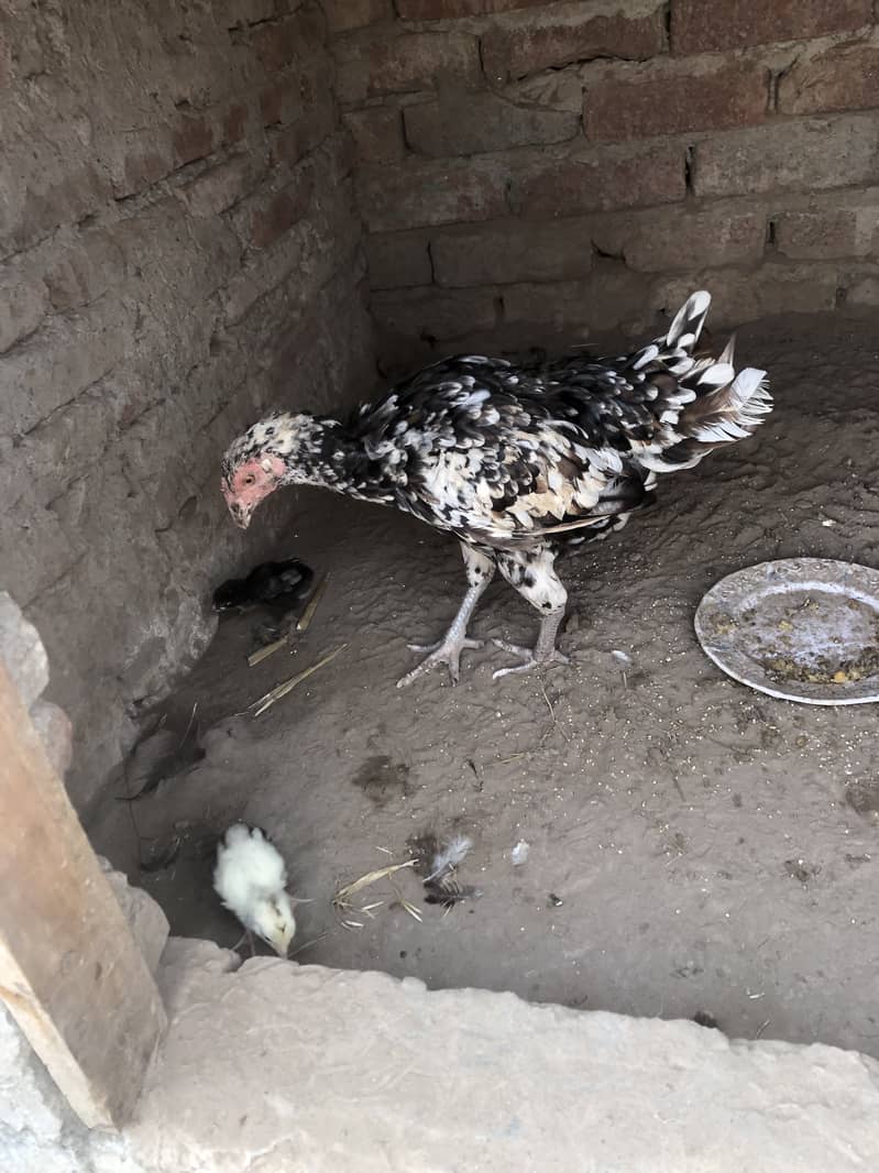 Aseel desi cross hen with 2 pure Aseel chicks 1