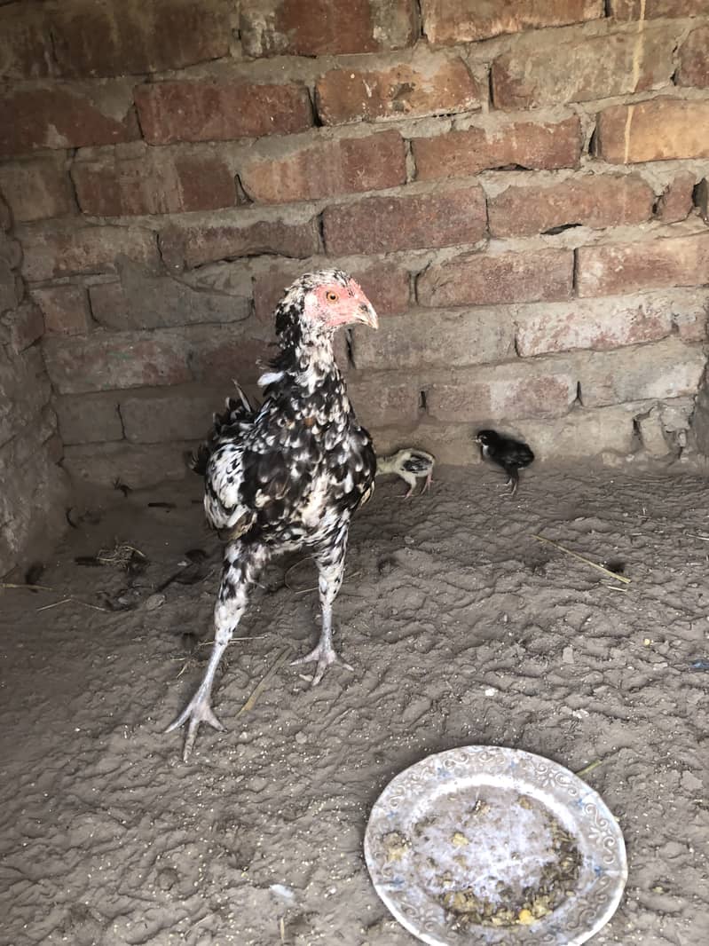 Aseel desi cross hen with 2 pure Aseel chicks 2