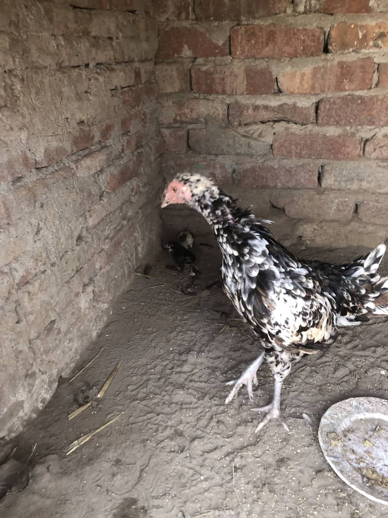 Aseel desi cross hen with 2 pure Aseel chicks 3