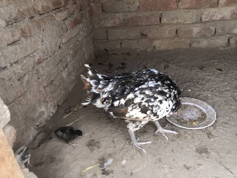 Aseel desi cross hen with 2 pure Aseel chicks 4