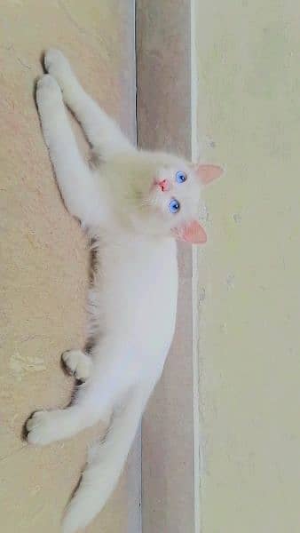 Persian Cat  Double Coat  Blue  Eyes 1