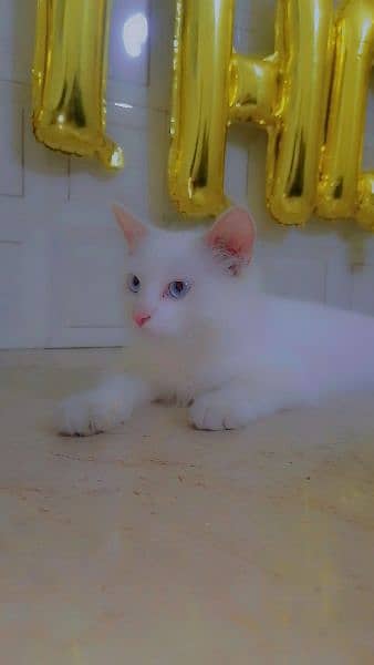 Persian Cat  Double Coat  Blue  Eyes 3